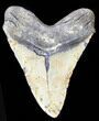 Bargain Megalodon Tooth - North Carolina #38674-2